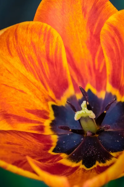 Красный, желтый и оранжевый тюльпан — стоковое фото