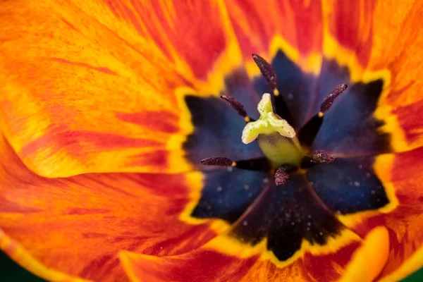 Красный, желтый и оранжевый тюльпан — стоковое фото