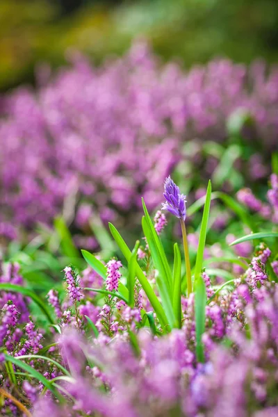 Purple Loosestrife flowers — Stock Photo, Image