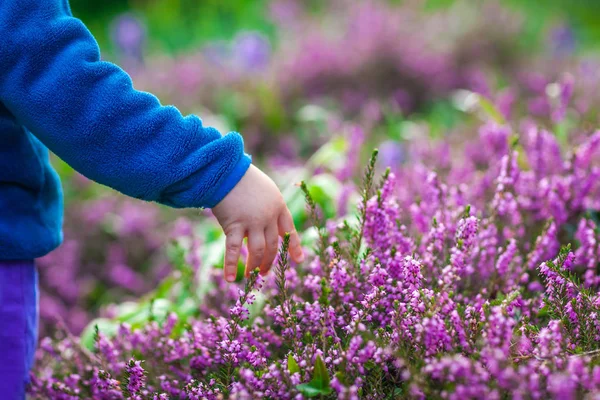 Pegando roxo Loosestrife Flores — Fotografia de Stock