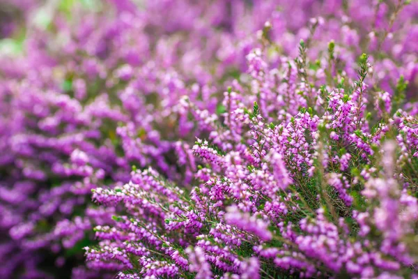 Purple Loosestrife flowers — Stock Photo, Image