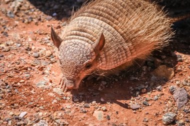 Küçük kıllı armadillo 