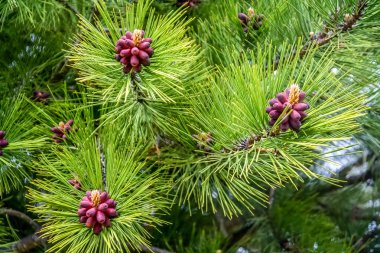 Kırmızı pinus detay
