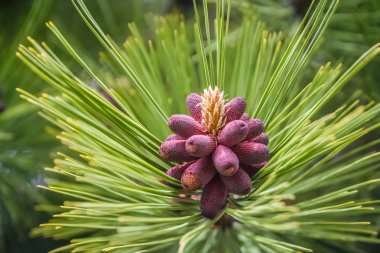 Kırmızı pinus detay
