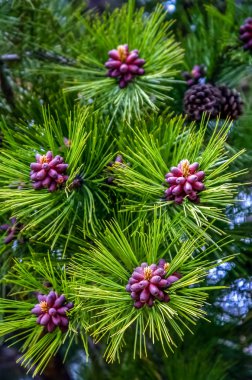 Kırmızı pinus detay