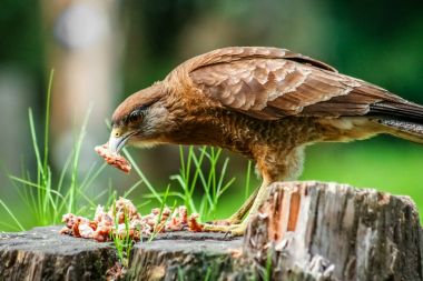 Patagonian Hawk feasting on leftovers clipart