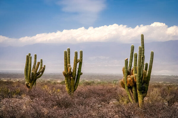 Three cactuses in pampa