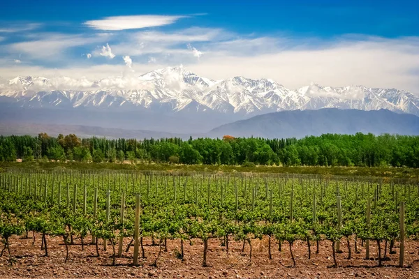 Vinhedo perto de Mendoza — Fotografia de Stock