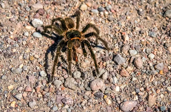 Behaarte patagonische Spinne — Stockfoto