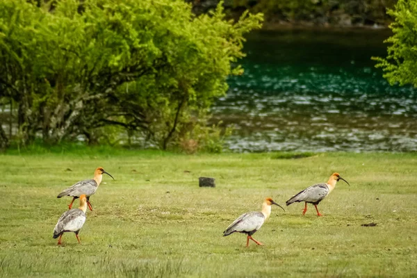 Quatre ibises au visage noir — Photo