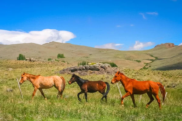 3頭の馬の牧草地で — ストック写真