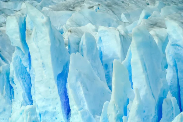 Pappagallo verde della Patagonia — Foto Stock