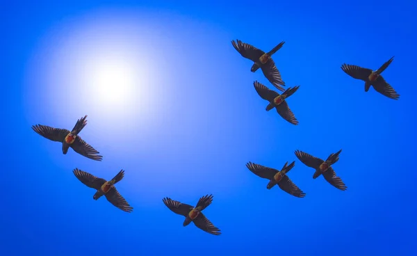 Repülő papagáj kék ég alatt — Stock Fotó