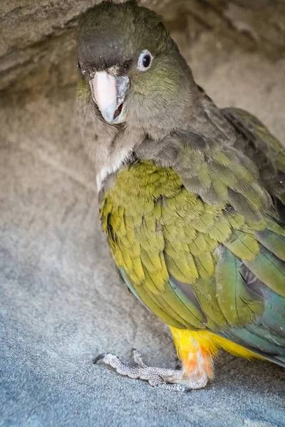 Πράσινο Παταγονίας παπαγάλος — Φωτογραφία Αρχείου