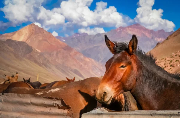 Caballo marrón en los Andes — Foto de Stock