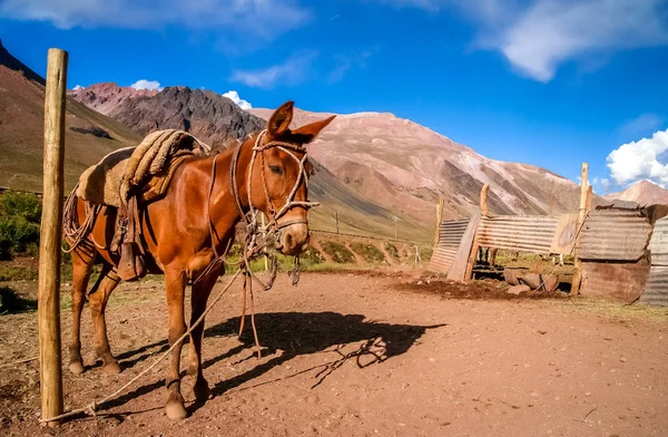Кінь в Андах — стокове фото