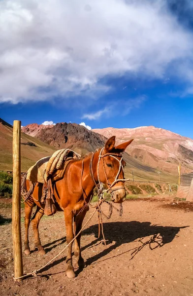 At Andes içinde — Stok fotoğraf