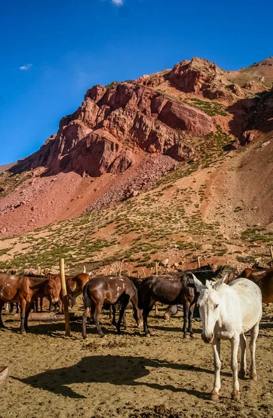 White horse Arjantinli Andes — Stok fotoğraf