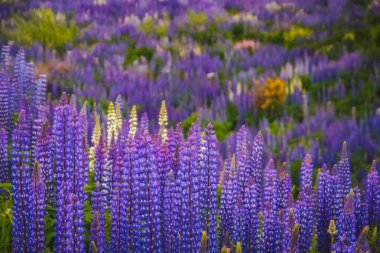 Lupin alan Patagonya '