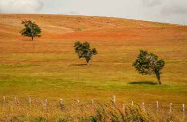 Bir alana üç ağaçlar