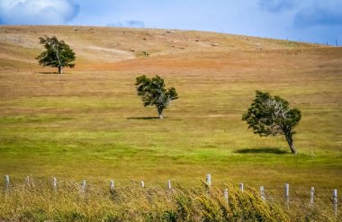 Bir alana üç ağaçlar