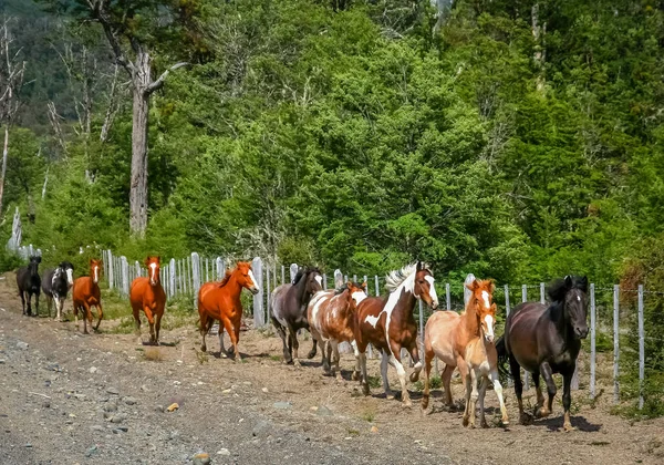 実行している野生の馬 — ストック写真