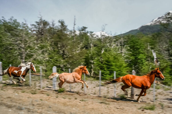 Три бегущих лошади
