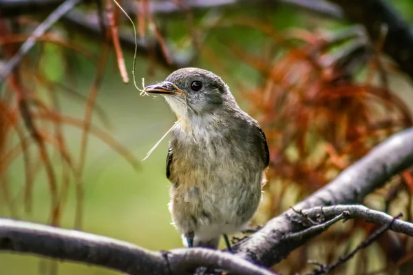 Building the nest — Stock Photo, Image