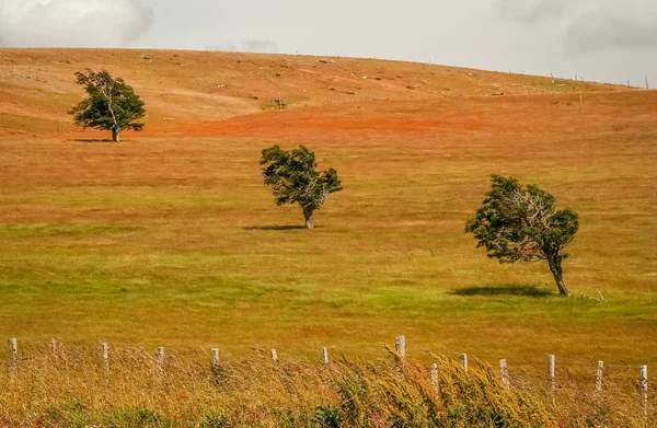 Bir alana üç ağaçlar