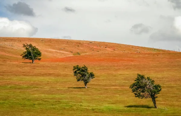 Bir alana üç ağaçlar