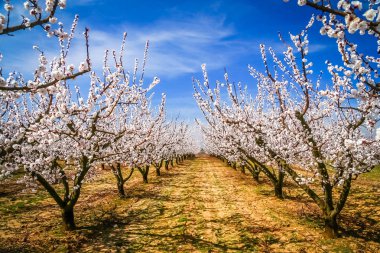 Kırsal kesimde bahar