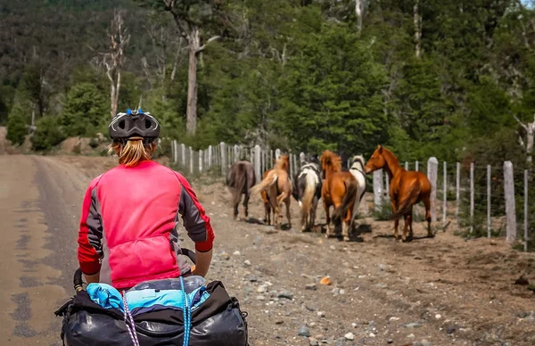 Patagonya'vahşi atları peşinde bisikletçi — Stok fotoğraf