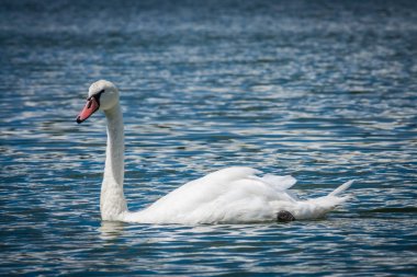 Gölde yüzen beyaz kuğu.