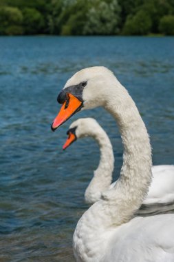 Güzel iki beyaz kuğu