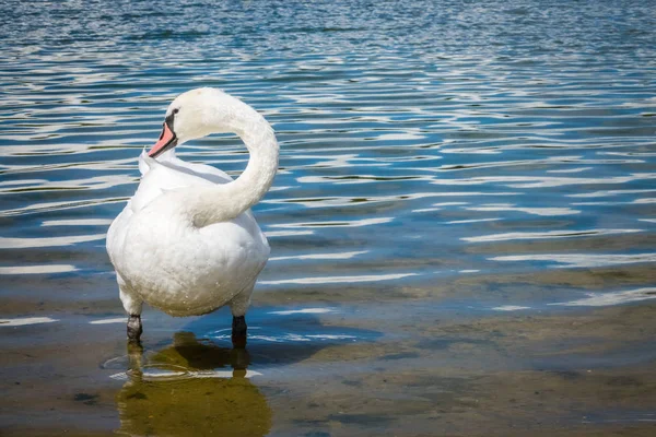 Bílá labuť, Škubání peří — Stock fotografie