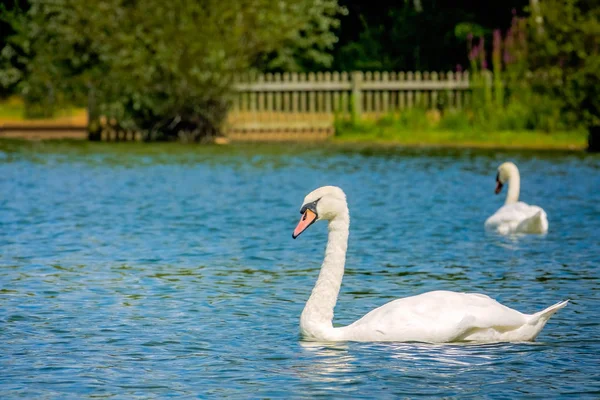 湖を泳ぐ白鳥のカップル — ストック写真