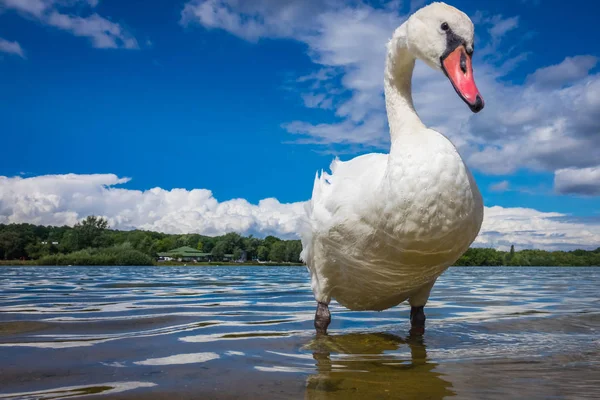 Большой белый лебедь на берегу озера — стоковое фото
