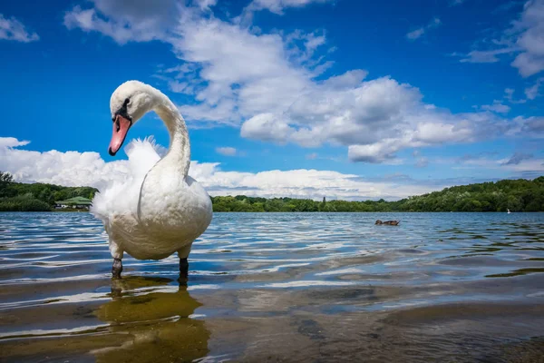 Velká Bílá labuť na břehu jezera — Stock fotografie