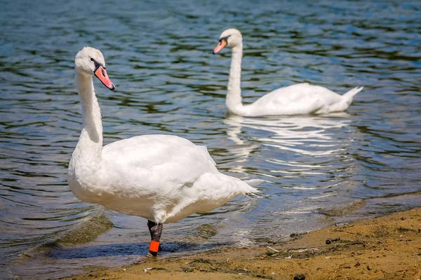 Pár bílých Labutí na břehu jezera — Stock fotografie