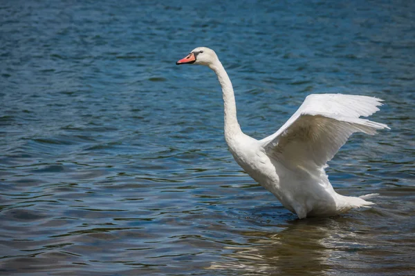 Swan chystá odletět — Stock fotografie