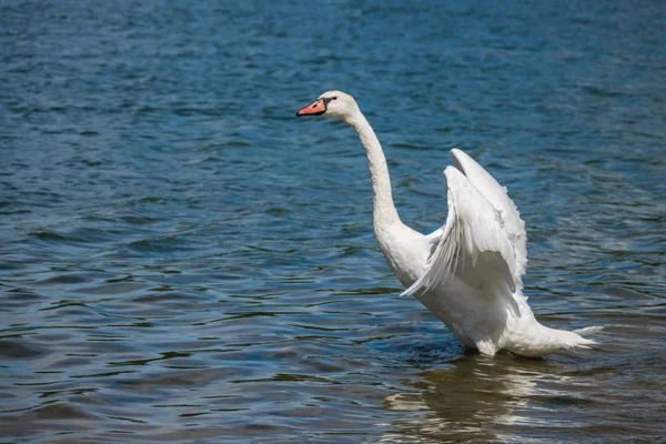 白鳥の飛び立つ準備 — ストック写真