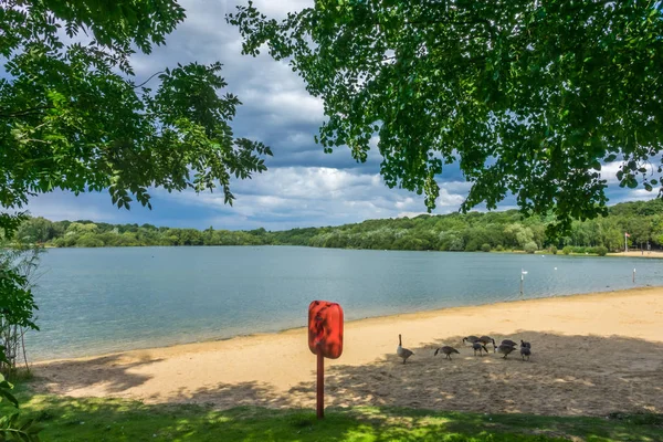 Ducks on the lakeshore — Stock Photo, Image