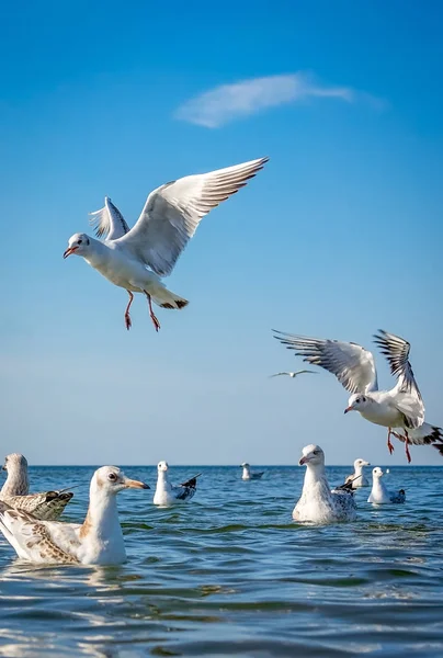 Чайки сражаются за кусочки хлеба — стоковое фото