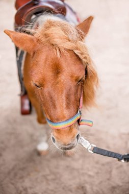 Şirin kahverengi küçük midilli