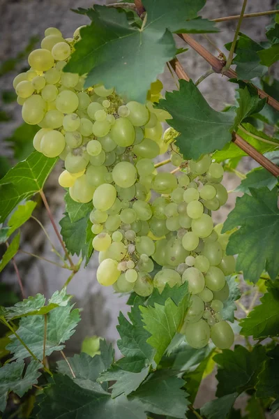 Grono winogron rosnących w szklarni ogrodowej — Zdjęcie stockowe