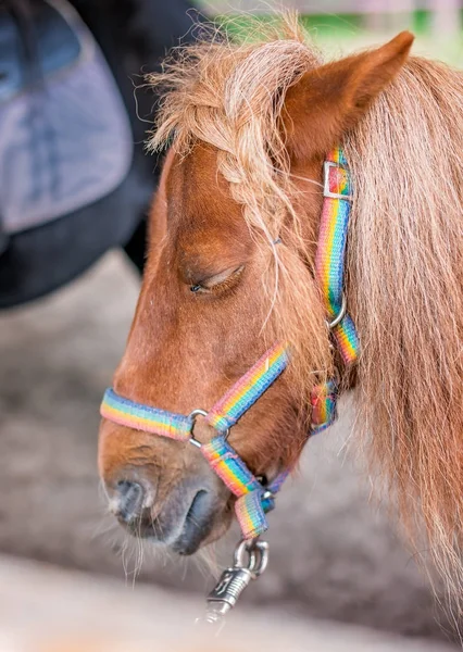 Primo piano di una testa di un piccolo pony carino — Foto Stock