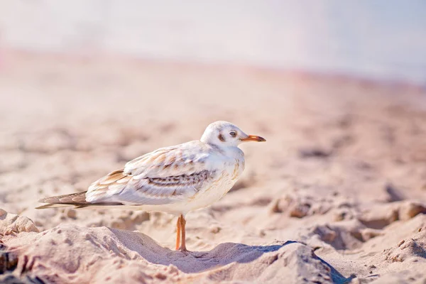 Gabbiano in piedi sulla spiaggia — Foto Stock