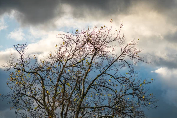 Árbol sin hojas con el fondo nublado — Foto de Stock