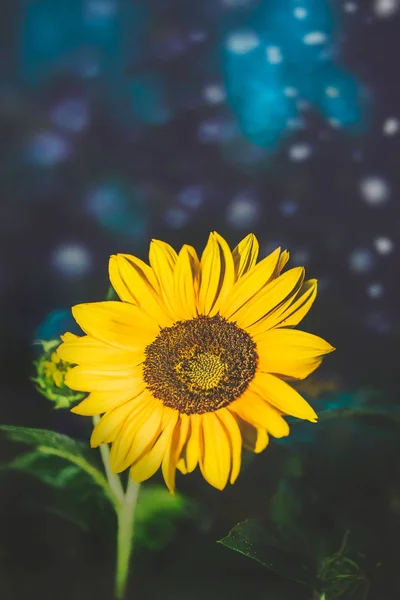 Girassol amarelo fotografado à noite — Fotografia de Stock