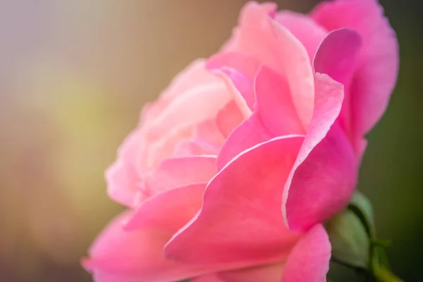Close up of a small pink rose — Stock Photo, Image